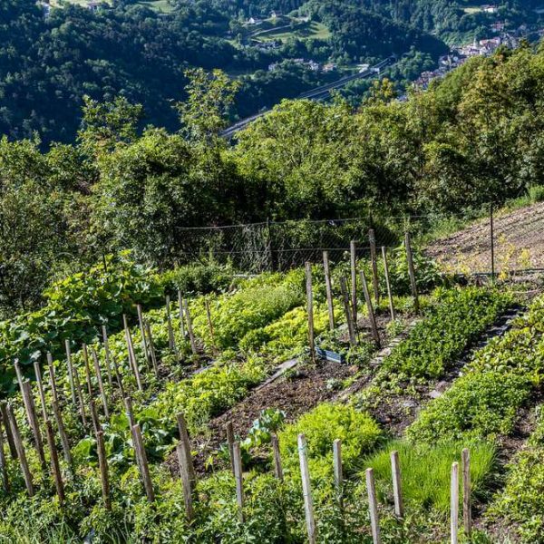 Bauernhofurlau Südtirol mit eigener Alm