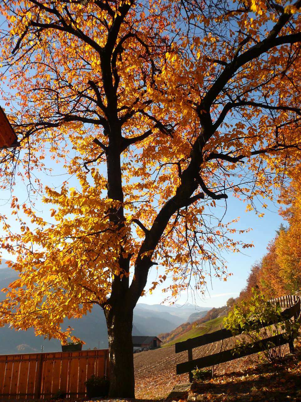 Törggelen im Eisacktal im Herbst