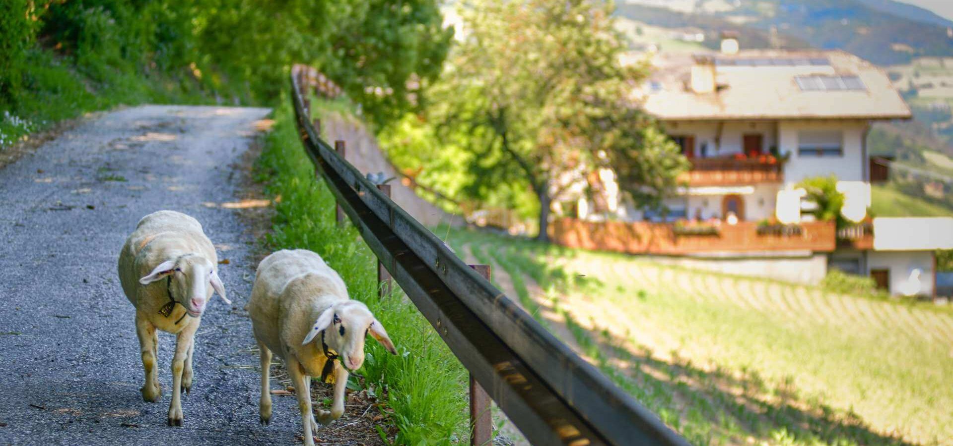 Urlaub auf dem Bauernhof in Barbian / Südtirol