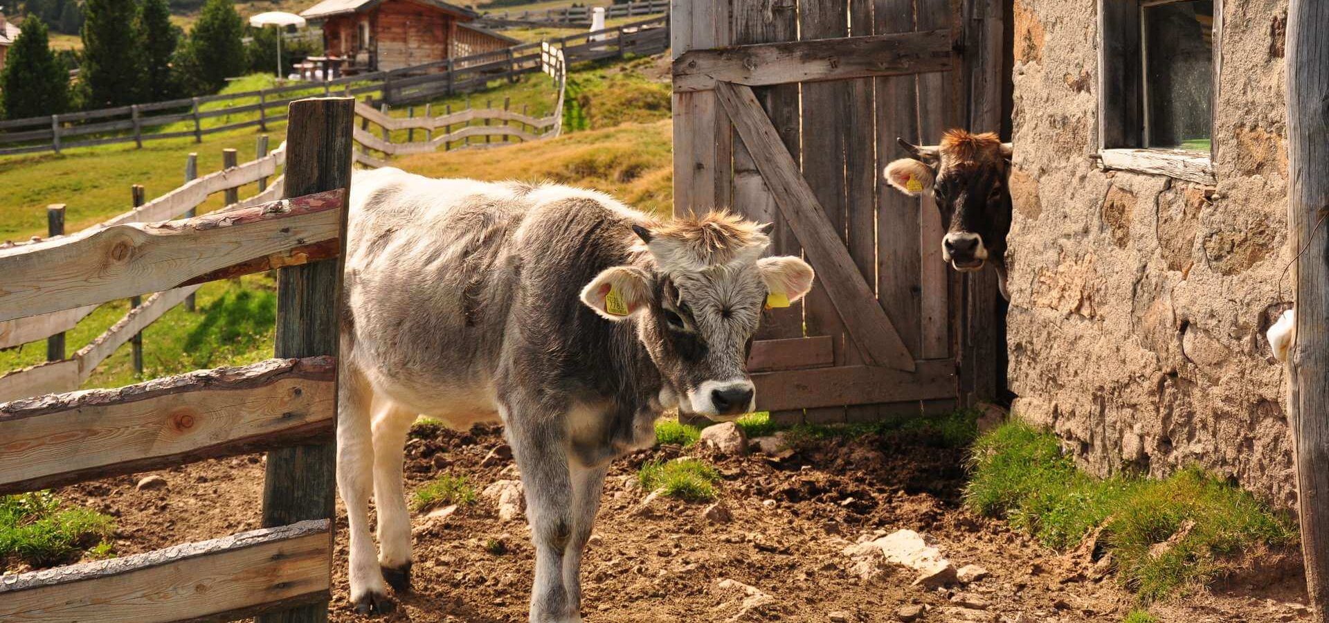 Urlaub auf dem Bauernhof in Barbian / Südtirol